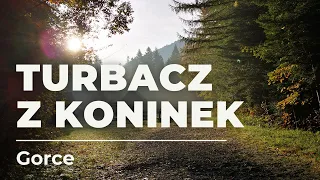 Na Turbacz w Gorcach z Koninek - łatwa wycieczka niedaleko Krakowa