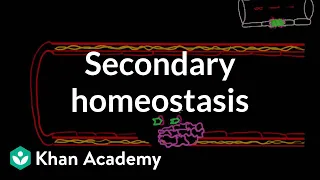 Secondary hemostasis | Advanced hematologic system physiology | Health & Medicine | Khan Academy