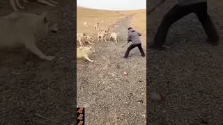 #A wolf trained by a man#shortvedio#viral