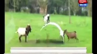 Goats Have Fun Balancing on a Flexible Sheet of Steel :الماعز نلهو موازنة على ورقة مرنة من الصلب