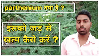 What is Parthenium ? How to control Parthenium ?