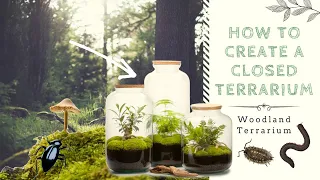 How to Create a Closed Native Terrarium | Ecosystem in a Jar