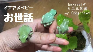 Taking care of White tree frog babies from welcoming them to 1 months