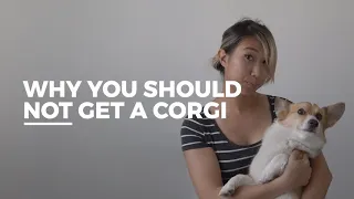 5 Reasons Why You SHOULD NOT Get A Corgi