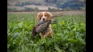 Walked Up Shooting For Pheasants and Partridge With Spaniels