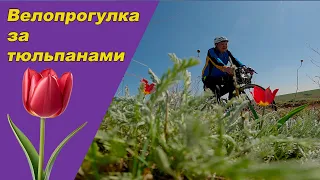 Велопрогулка за тюльпанами