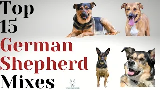 15 Most Popular German Shepherd Mixes