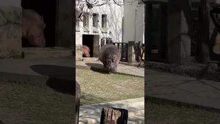 Hippos Budapest Zoo