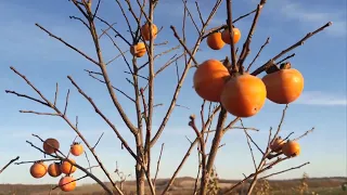 Хурма Божий дар. Вінницька область.