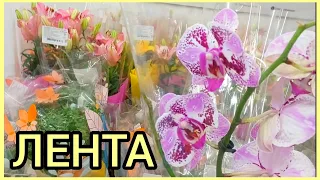 #Цветы в ЛЕНТЕ🌸Небольшой #ОБЗОР 🌿ТРЦ Ривьера Липецк🌿Букеты🌸Лилии🌿 #орхидеи 🌸Хризантемы #растения