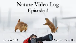 Nature Video Log Episode 3 | Wildlife Photography Sigma 150-600 Canon 90D