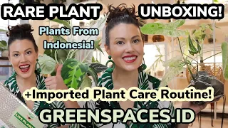 10 Rare Plants Unboxing GREENSPACES.ID - Plant Care Routine After Unboxing - Plants From Indonesia