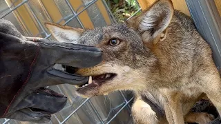 Catching the Coyote who ate my Chickens. (By Hand)