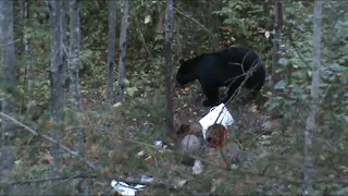 Wisconsin Black Bear With a Bow!! Crazy loud Death Moan!!