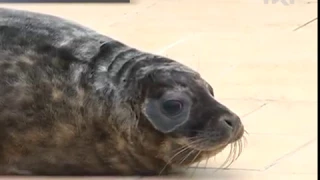 Тюлененок Валдай готовится к самостоятельной жизни