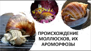 24. Происхождение моллюсков, их ароморфозы