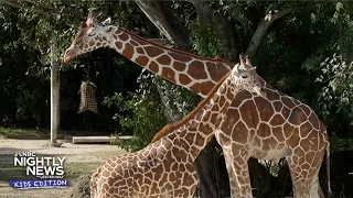 How tall can giraffes get? Learn all about these majestic animals | Nightly News: Kids Edition