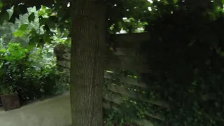 POV climbing a tree; my first GoPro test (2009)