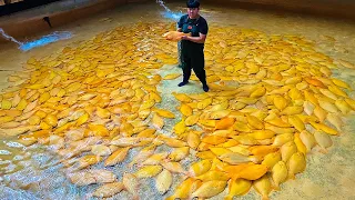 전세계 최초! 15년 동안 연구하여 양식에 성공한 전설의 물고기 황금광어 Amazing golden flounder at Korean fish farm - Korean food