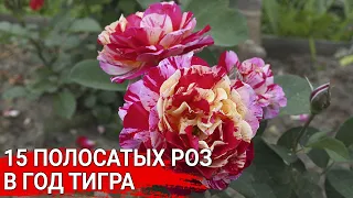 15 полосатых роз в год Тигра