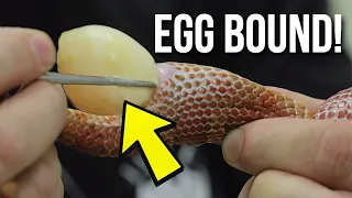 SAVING A SNAKES LIFE!! HOW TO HELP AN EGGBOUND SNAKE! | BRIAN BARCZYK