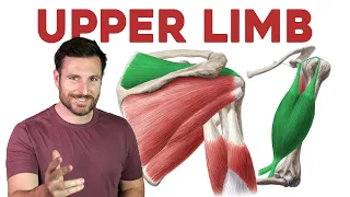 How To Remember Every Muscle in the Upper Limb and Arm | Corporis