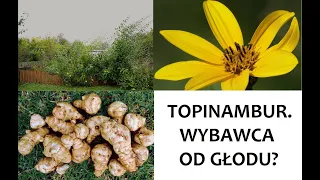 Topinambur: Wszystko o roślinie + Sprawozdanie z uprawy w PL (Mazowsze 2019) #ZŻ 64