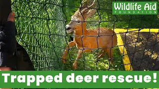 Dangerous rescue to save trapped deer!