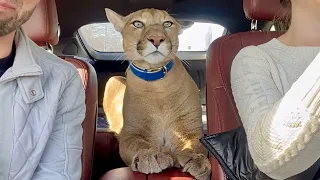 Messi's puma went traveling! Messi came to a car wash for the first time!