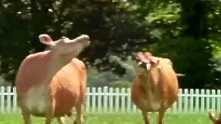 Anchor Butter Presents Cow Soccer TV Commercial HD