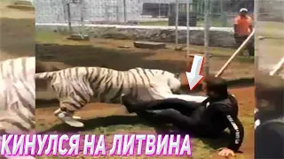 ТИГР КИНУЛСЯ НА ЛИТВИНА !