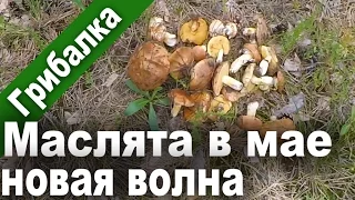 Грибы маслята. Новая волна! Сезон 2016. Май. Mushroom hunting