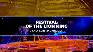 Disney's Animal Kingdom Festival of the Lion King 2023 Full Show in 4K