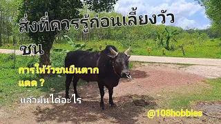 Ep.39 | การให้วัวชนยืนตากแดด | สิ่งที่ควรรู้ก่อนการเลี้ยงวัวชน  [ รายการ มือใหม่อยากเลี้ยงโคกีฬา ]