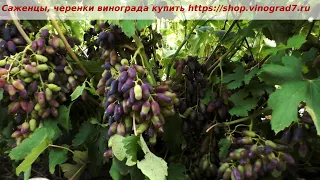 24 июля окрашивание винограда Академик Авидзба. Урожайность наивысочайшая! Ранее созревание.