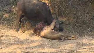 Epic Lion/Buffalo battle at Mwamba Bush Camp Photographic Hide