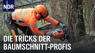 Reupload: Baumschnitt-Profis und ihre Tricks | die nordreportage | NDR Doku