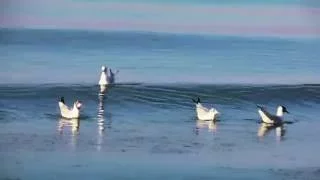 Одесса, пляж 2016, раннее утро, чайки / Odessa Beach in the Morning, Seagulls