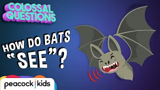 How Do Bats ‘See’ if They’re Blind? | COLOSSAL QUESTIONS