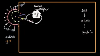 HIV replication cycle | Human health & diseases | Biology | Khan Academy