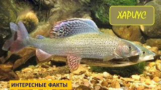 ХАРИУС🐟/Рыбы/Животные/Интересные факты