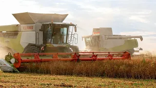 THREE GENERATIONS OF CLAAS LEXION on pea harvesting 2023!