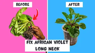 How I Rescued My African Violets from Long Neck Disaster With UPDATES