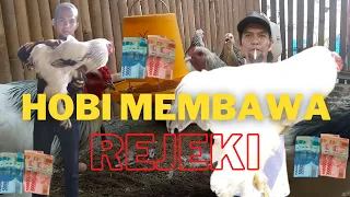 Berawal Dari Hobi Pemuda Kampung Raup Omset Puluhan Juta Rupiah Dari Ternak Ayam Brahma