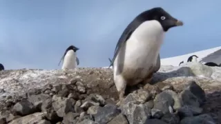Funny penguin steals stones