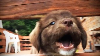 Puppies Howl and Bark For The First Time 🐶💗 [Funny Pets]