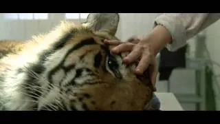 "Manhunter" (1986): Tiger Scene