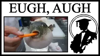 Why This Pufferfish Ate A Carrot