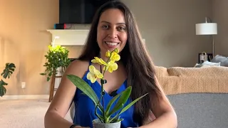 Caring for a new orchid and what to do when the blooms fall off