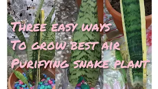 Three easy ways to propagate best air purifying @ All season gardening.